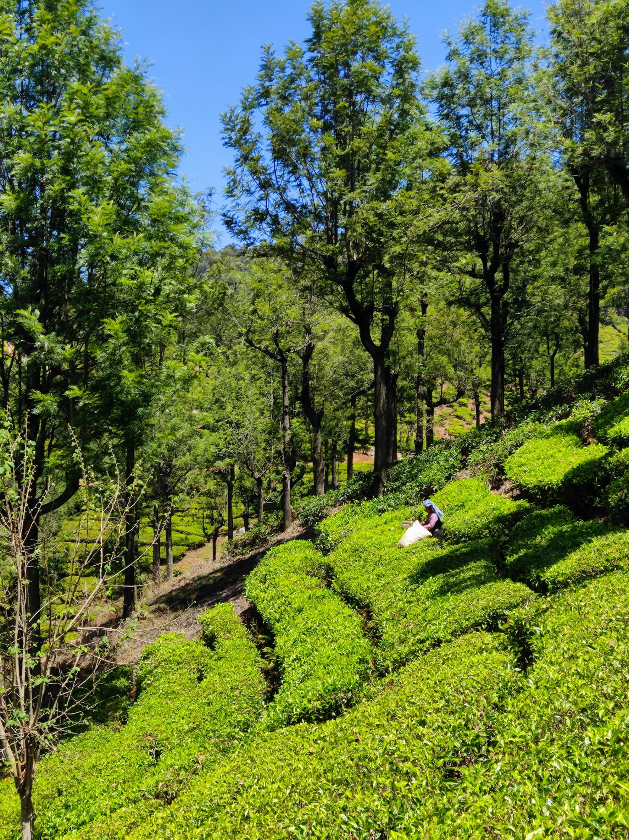 Tea plants on a green hillside in Darjeeling