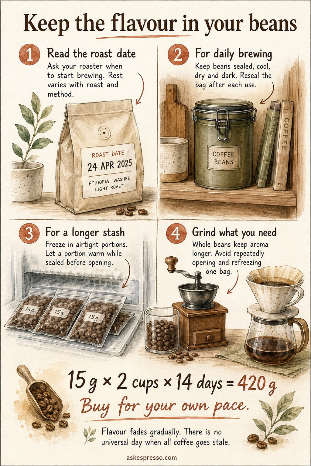 Watercolor bean-storage guide: ask about roast-specific rest, keep daily beans sealed and cool, freeze surplus in airtight portions and open after warming sealed, and grind only what you need. Buying example: 15 g per cup, two cups daily for 14 days needs 420 g.
