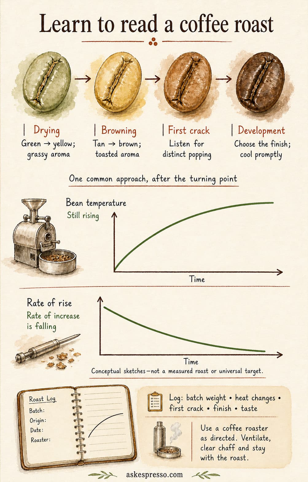 Watercolor roast-reading guide from drying and browning through first crack and development. Separate conceptual charts show bean temperature continuing to rise while its rate of increase declines. Log batch weight, heat changes, first crack, finish and taste; the curves are not measured data or universal targets.