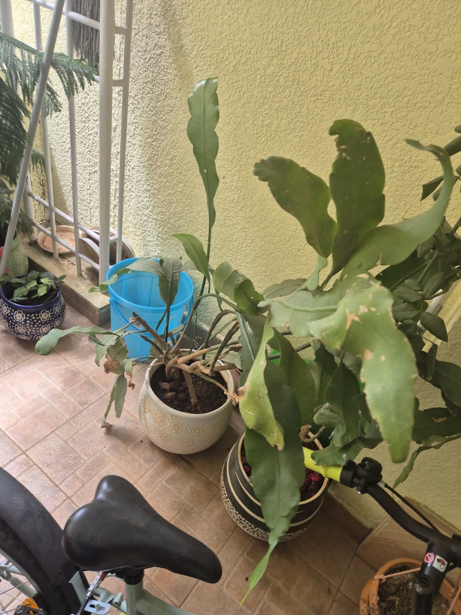 Potted plants crowding a small balcony in Whitefield after the rain, a bicycle seat in the foreground